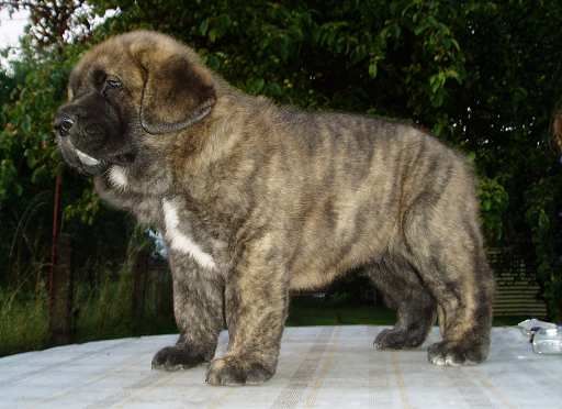 6 weeks old puppy from Tornado Erben
(Ich. Arak z Kraje Sokolu x Pepa de Valdejera)  

Keywords: tornado puppy cachorro