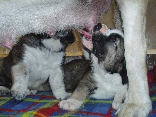 Puppies from Tornado Erben
Keywords: tornado puppy cachorro