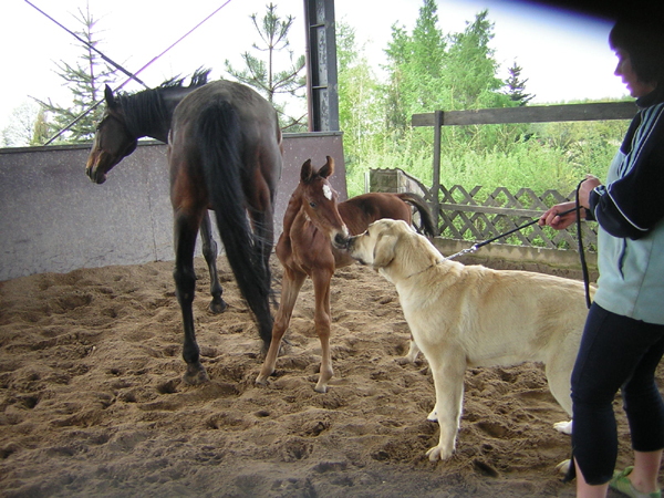 Little horse 24 hours old and Fino - 7 months old 
Keywords: pet