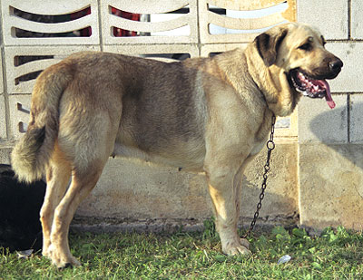 Mastín Español Specialty Show (AEPME) Valencia 04.11.2001
Keywords: 2001