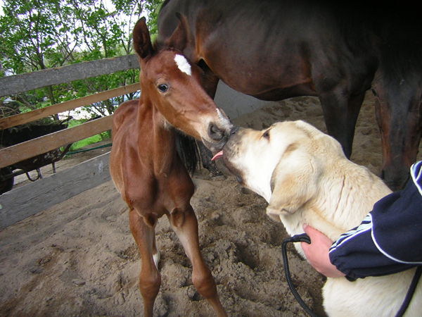 Little horse 24 hours old and Fino 7 months old - 2. Winner Photo of the Month May 2008
2. Winner Photo of the Month May 2008 in Mastin Gallery
Keywords: pet