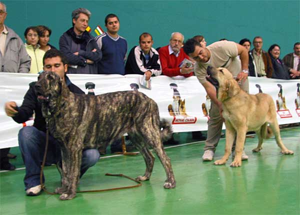 Bruma de Valdejera, Promising 1 - Boma de Valdejera, Promising 3 - Puppy Class Females - XXV Monográfica AEPME 30.10.2005
Bruma: (Tajo de la Peña Mora x Moira de Valdejera) - Born: 15.03.2005 - Breeder: Eduardo Sierra, owner: José Félix Ortiz Bellido 
Boma: (Tajo de la Peña Mora x Moira de Valdejera) - Born: 15.03.2005 - Breeder: Eduardo Sierra, owner: Jorge Rubio Martínez  

Keywords: 2005 puppyspain puppy cachorro