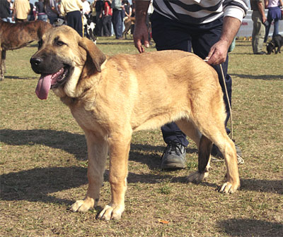 Puppy at the Specialty Show Valencia 2001
Keywords: cachorro