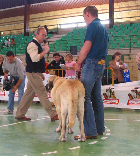 Pury de Valdejera, VG. 2, Champion Class Females - XXV Monográfica AEPME, Agoncillo, La Rioja, Spain - 30.10.2005
(Golfo de Valdejera x Senda de Valdejera)
Born: 03.06.2001
Breeder: Eduardo Sierra
Owner: Sara Villanueva Alcántara  

Keywords: 2005 alcantara