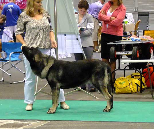 Qwendy Mastibe: exc 2 - Young Class Females - Euro Dog Show, Leeuwarden, Holland - 03.09.2011
(Astone del Dharmapuri x Goya Mastibe)
Born 28.06.2010

Photo: Lenka Erbenova, kennel Tornado Erben


Keywords: euro 2011 mastibe