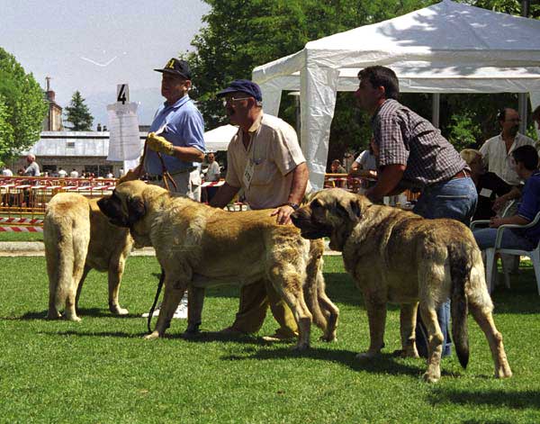 Remo, Pegaso de Autocan & Cronos - Open Class Males, Especial Razas Españolas, El Escorial, Madrid, 19.07.1998 
Remo: (Ch. Tigre x Dulce de Campollano) Born: 02.12.1995 - Breeder & owner: Luis Rabanal
Pegaso: (Opel x Dama-Robla de Autocan) Born: 19.07.1993 - Breeder & owner: Isidro García Suárez
Cronos: (Don de Isla Perdida x Bribona de Guanartena) Born: 19.03.1995 - Breeder: Francisco Benito, owner: Juan Silla
Keywords: 1998