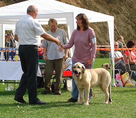 Ramonet, Very Promising 1 - Baby Class Males - Club Show Moloss Club, Kromeriz, Czech Rep. 30.09.06
(Ron de Babia x Trufa de Trashumancia) 
Breeder: Baltasar Redondo
Owner: Lenka Erbenova 
Keywords: 2006 tornado puppy cachorro