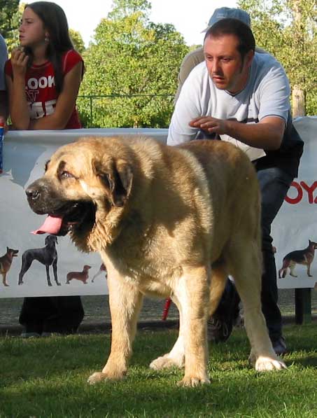 Raphael - Open Class Males - AEPME Monográfica, Valencia de Don Juan, León, 18.09.2004
(Ch. Ulises de Ablanera x Mola)
Breeder & owner: Julio César González  

Keywords: 2004 riberadelpas