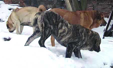 Franchesca, Deissy and Basil
Keywords: sokolu snow nieve