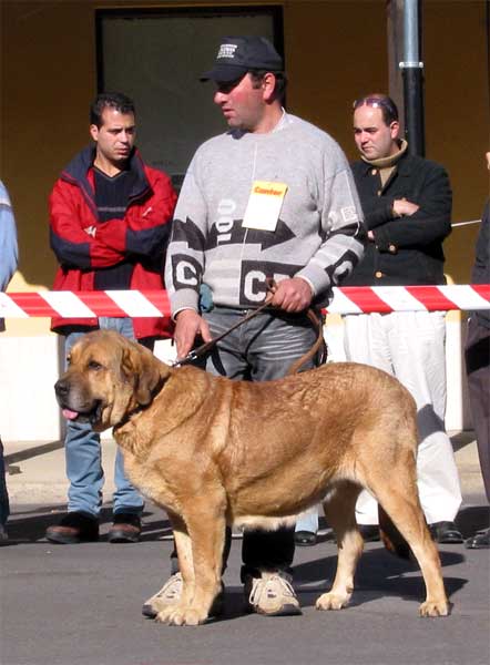 Open Class Females - Mansilla de las Mulas, Leon, 07.11. 2004
Keywords: 2004