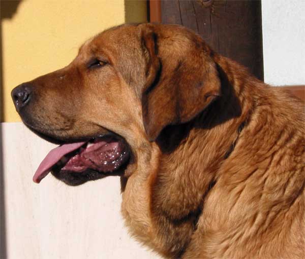 Mastín at the show in Mansilla de las Mulas 07-11-2004
Keywords: head portrait cabeza