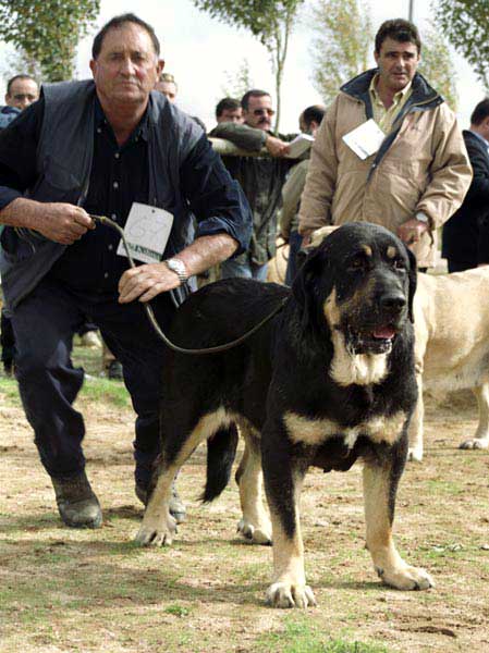 Reina de Babia, Exc. 13 - Open Class Females - XXI Monográfica AEPME 2001
(Ch Truman x Brenda)
Born: 30-01-1998
Breeder: Pedro Alvarez Barriada
Owner: Agustín Fernández Díez




 

Keywords: 2001 cuetonnegro