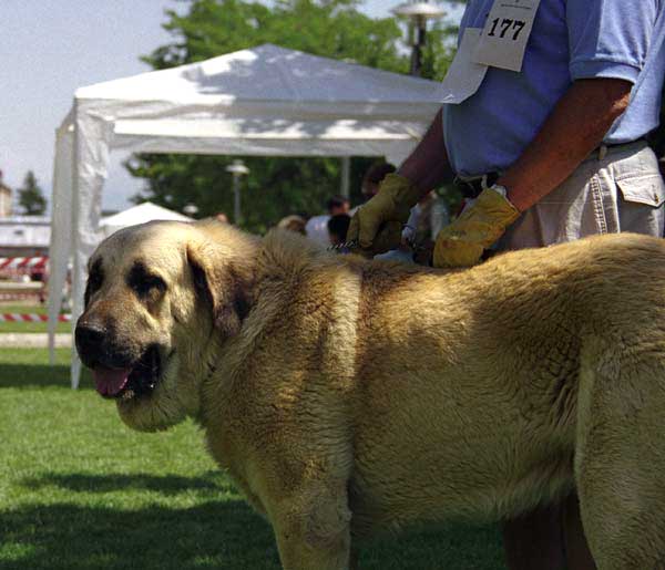 Remo - Open Class Males, Especial Razas Españolas, El Escorial, Madrid, 19.07.1998  
(Ch. Tigre x Dulce de Campollano)
Born: 02.12.1995
Breeder & owner: Luis Rabanal
 

Keywords: 1998 rabanal