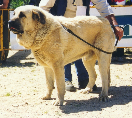 Remo - Open Class Males, Exc. 4 - Monográfica AEPME 1999
(Ch. Tigre x Dulce de Campollano)
Born: 02-12-1995
Breeder: Luis Fernández Rabanal
Owner: Agustín Fernández Díez

Photo: Jonas Nielsen - © Copyright. 
Keywords: cuetonegro 1999