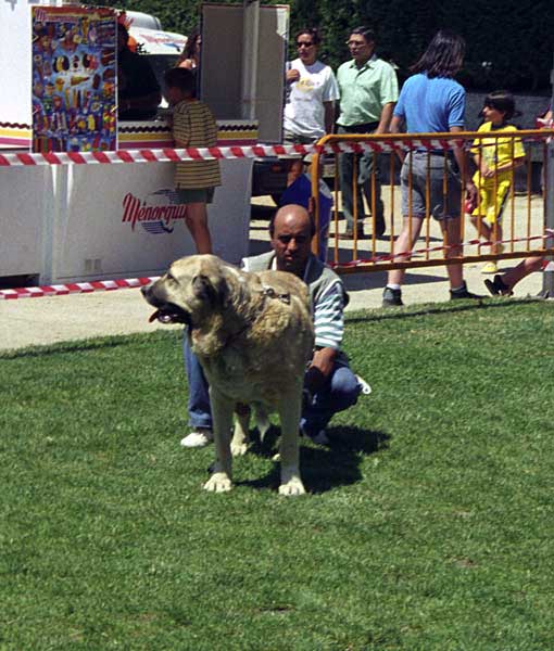 Ambra de Ribayon - Open Class Females, Especial Razas Españolas, El Escorial, Madrid, 19.07.1998  
(Trosky de Trashumancia x Ch. Alteza del Corisco)
Born: 20.11.1995
Breeder & owner: José Tomás Revuelta  

Keywords: 1998 ribayon