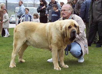 Rigodon de Fontanar - EXC. 1, Open Class Males - I Concurso Monográfico AEPME Avila 02.05.2004
(Rubi de Montes del Pardo x Kenia de Fontanar) 

Keywords: 2004 pardo