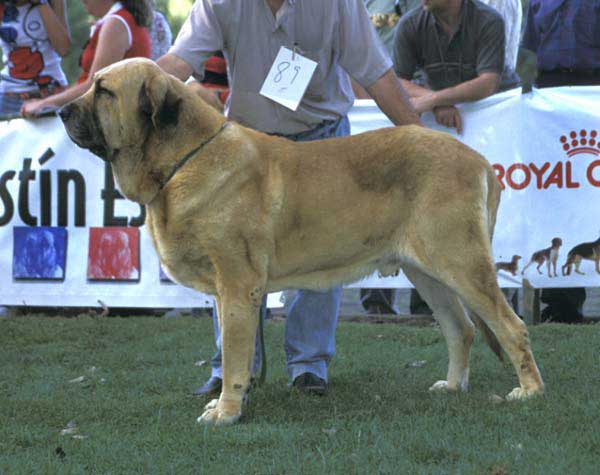 Ch. Ron de Autocan - Champion Class Males - AEPME Monográfica, Valencia de Don Juan, León, 18.09.2004
(León de Autocan x Berta de Autocan)
Breeder & owner: Isidro García  

Keywords: 2004 autocan