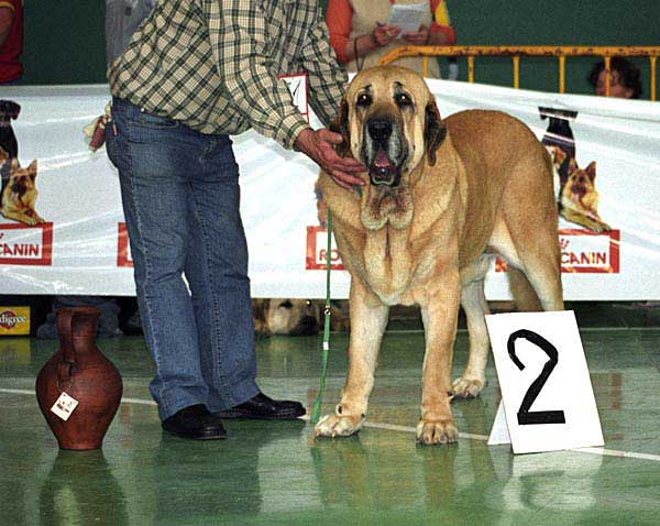 Ron de Autocan, Exc. 2 - CHAMPION CLASS MALES - XXV Monográfica AEPME Agoncillo, La Rioja, Spain
(León x Berta de Autocan)
Born: 29.09.2000
Breeder & owner: Isidro García 
Keywords: 2005 autocan