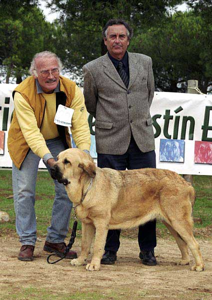 Rona de Montes del Pardo, Exc. 1 - Young Class Females - XXI Monográfica AEPME 2001
(Ch Caminante de Laciana x Abba de Montes del Pardo)
Born: 10.11.2000 
Breeder & owner: Sergio de Salas

 

 

Keywords: 2001 pardo