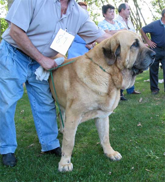 Ch. Ron de Autocan - Champion Class Males - AEPME Monográfica, Valencia de Don Juan, León, 18.09.2004
(León de Autocan x Berta de Autocan)
Breeder & owner: Isidro García  

Keywords: 2004 autocan