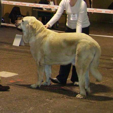 Pardo de Fuente Mimbre: 2er EXC, RCACS, RCACIB - Intermediate Class Males, International Show Rouen, France - 01-02.12.2007
Keywords: 2007