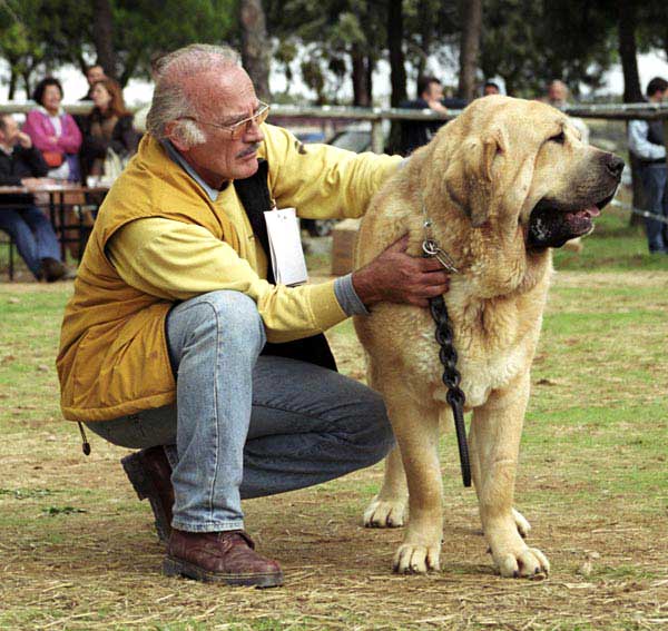 Rubi de Montes del Pardo, Exc. 1, RCAC - Intermediate Class Males - XXI Monográfica AEPME 2001
(Ch Tonio de Montes del Pardo x Dalila III de Montes del Pardo)
Born: 05.03.2000
Breeder & owner: Sergio de Salas

Rubi was sold to kennel Dharmapuri, Italy 



 

Keywords: 2001 pardo