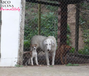 Adoption - XICO (Lucena)
Más fotos: [url=http://www.animalhelp.es/elmastin.htm] Animalhelp.es[/url]
Os he hablado de Xico?. Tiene un año ahora, lo recogió de la carretera cercana a Rute la madre de una compañera de GPAR. Se lo llevó a casa porque en aquel tiempo no teníamos refugio y al mes se dieron cuenta de que estaba sordo. La veterinaria nos dijo que suele ser genético en mastines blancos. Xico es un cruce de mastín con setter. El domingo pasado comenzamos su adiestramiento para sordos. Lo tenemos que llevar cada 15 días a Cabra, un pueblo que está a 23 Km de Rute, pero nos lo educan gratis por ser de una protectora. Es un perro encantador, juguetón, le gusta estar con otro perros. Lo hemos esterilizado para que se tranquilice y atienda mejor al adiestramiento. ¿Podrías difundirlo por favor?. Algunos del grupo creen que es mejor sacrificarlo porque al no oir puede crear problemas y creen que no se adoptará nunca. Otra parte del grupo queremos por todos los medios posibles que se adopte y agotar todas las posibilidades. Por favor difúndelo todo lo que puedas. Un millón de gracias. 

CONTACTOS:
Araceli: araccsr@hotmail.com 636 571 167
Loli lolymoreno7@hotmail.com 645 894 618
donaflor88@hotmail.com

Keywords: animalhelp