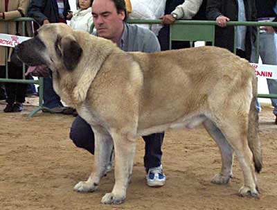 Salomón de Valdejera - Exc. 4º (Open Class Males) - Monográfica AEPME, Viana de Cega, Valladolid, 20.10.2002
(Golfo de Valdejera x Navacerrada) 
Breeder & owner: Eduardo Sierra  

Keywords: 2002 valdejera