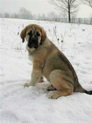 Sanson del Dharmapuri
(Ch. Rubi de Montes del Pardo x Fany de Fuente Mimbre)
Born: 16-12-2004 
Owned by Fre-Su
 

Keywords: fresu snow nieve puppy cachorro