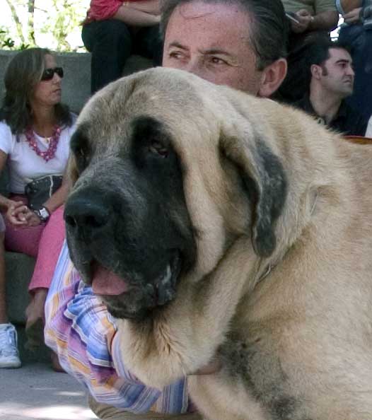 Sanson - Champion Class Males - XXVI Monográfica AEPME, Valencia de Don Juan, 2006
Trefwoorden: 2006 baolamadera head portrait cabeza