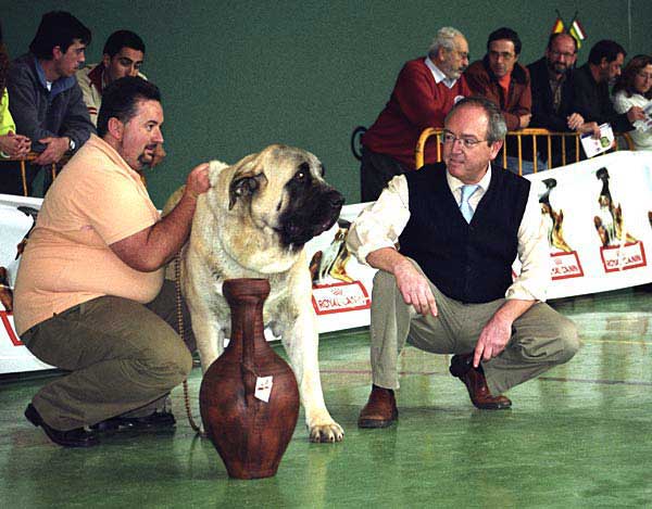 Sansón EXC. 1, CAC, Best Male & Best in Show - INTERMEDIATE CLASS MALES, XXV Monográfica AEPME, Agoncillo, La Rioja, Spain - 30.10.2005
(Ordoño x Princes de Vega de ALbares)
Born: 28.03.2004
Breeder: Angel Sáinz de la Maza
Owner: César Estébanez Alonso  

Keywords: 2005 baolamadera