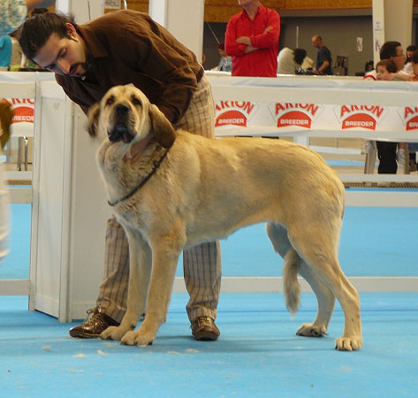 Clara de Folgueras - Open Class Females, Exposicion Nacional de Razas Espanolas, Talavera de la Reina, 23.5.2009
(Pando de Babia x Nora de Valdejera) 
Born: 23.05.05

Keywords: 2009 folgueras