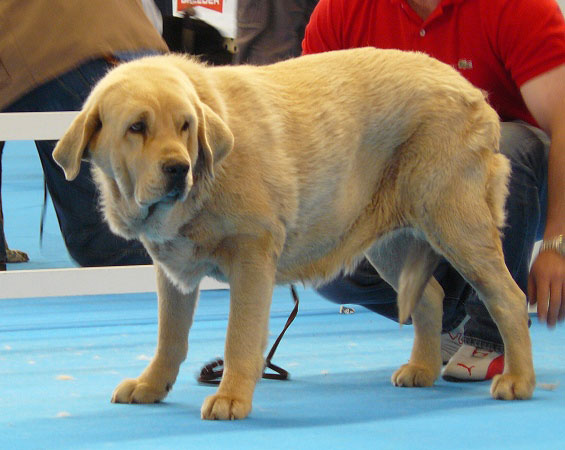 Duquesa Valle del Pisueña - Intermediate Class Females, Exposicion Nacional de Razas Espanolas, Talavera de la Reina, 23.5.2009
(Homero de Valle del Pisueña x Siena de Trashumancia)
Born: 16.11.07
Keywords: 2009 pisuena