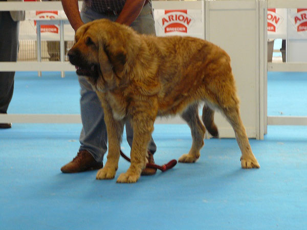 Fina de Jusiante - Clase Campeones Hembras, Exposicion Nacional de Razas Espanolas, Talavera de la Reina, 23.5.2009
(Kempes de Jusiante x Violeta de Jusiante)
Born: 05.06.06
Keywords: 2009 jusiante