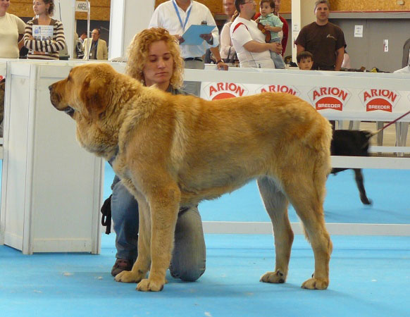 ? Intermediate Class Females, Exposicion Nacional de Razas Espanolas, Talavera de la Reina, 23.5.2009
Keywords: 2009 tierraorbigo