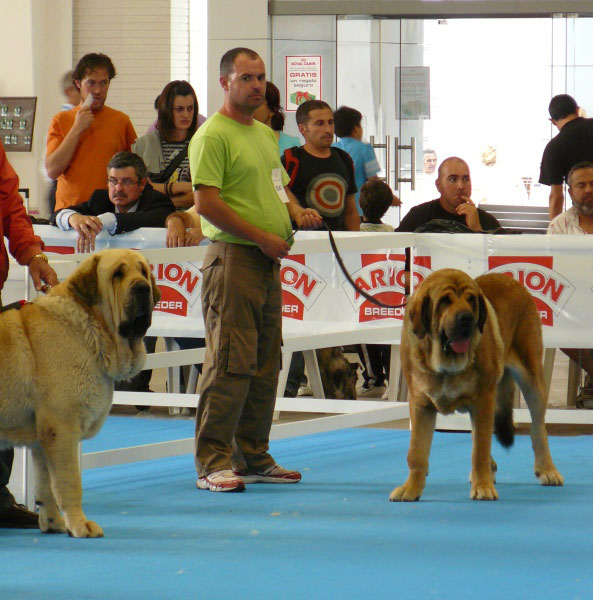 Karonte de Montes del Pardo & Leon de la Mesta - Open Class Males, Exposicion Nacional de Razas Espanolas, Talavera de la Reina, 23.5.2009
Keywords: 2009