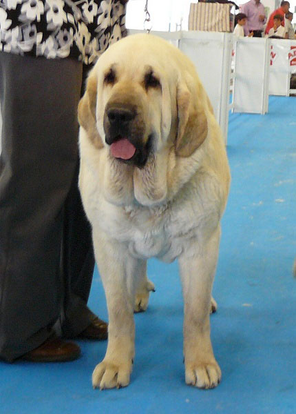 Lois Tornado Erben - Champion Class Females, Exposicion Nacional de Razas Espanolas, Talavera de la Reina, 23.5.2009
(Basil Mastifland x Florita Maja Tornado Erben)
Born: 13.12.06
Keywords: 2009 tornado