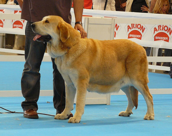 Luchana II de los Zumbos - Open Class Females, Exposicion Nacional de Razas Espanolas, Talavera de la Reina, 23.5.2009
(Trabanco de Babia x Corada de los Zumbos)
Born: 12.12.2006
Keywords: 2009 zumbos