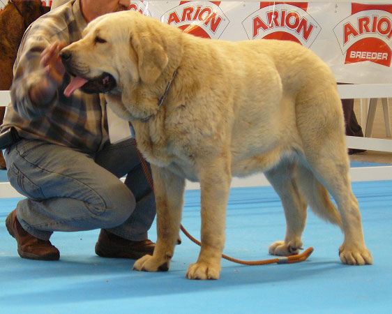 Pas de La Ribera del Pas - Clase Intermediate Females, Exposicion Nacional de Razas Espanolas, Talavera de la Reina, 23.5.2009
(Moroco x Arba )
Born: 09.09.07
Keywords: 2009