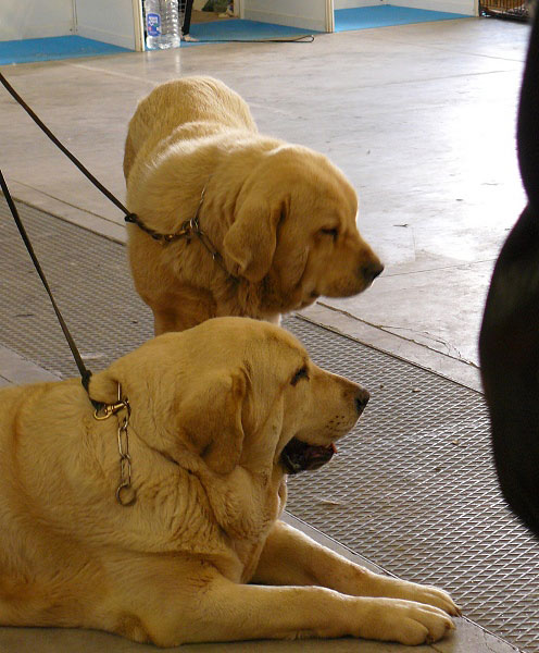 Siena de Trashumancia and Duquesa Valle del Pisueña, Exposicion Nacional de Razas Espanolas, Talavera de la Reina, 23.5.2009
Keywords: 2009