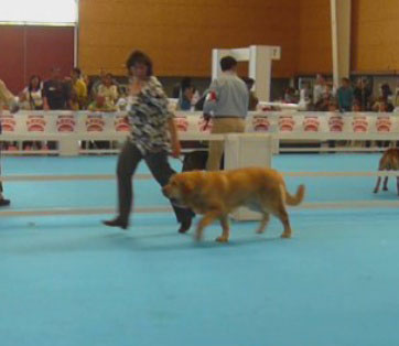 Sofia Sol Tornado Erben - Puppy Class Females, Exposicion Nacional de Razas Espanolas, Talavera de la Reina, 23.5.2009
Keywords: 2009 tornado