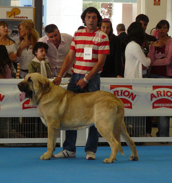 Tarquin de Galisancho - Open Class Males, Exposicion Nacional de Razas Espanolas, Talavera de la Reina, 23.5.2009
(Pollero x Braña de Galisancho)
Born:
08.12.05
Keywords: 2009 galisancho