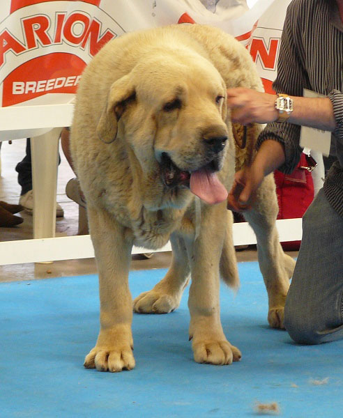 Zeus de Fuente Mimbre - Open Class Males, Exposicion Nacional de Razas Espanolas, Talavera de la Reina, 23.5.2009
Keywords: 2009 pravianos fuentemimbre