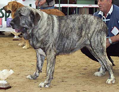 Selva - Excellent 2ª RCAC (Open Class Females) - Monográfica AEPME, Viana de Cega, Valladolid, 20.10.2002
(Ch. Truman x Luna II de Babia) 
Breeder & owner: Agustín Fernández  

Keywords: 2002