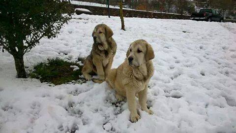 Selva & Cesar de Laciana
Keywords: laciana puppyspain snow nieve