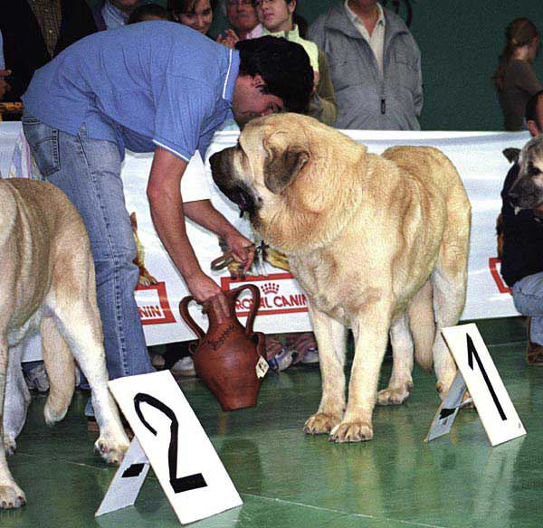 Seo de Torreanaz, Exc. 1, Best Young, BIS 3 - Young Class Males - Monográfica AEPME Agoncillo, La Rioja, Spain - 30.10.2005
(Llanero de Ablanera x Tina de Babia)
Born: 01.07.2004
Breeder & owner: Alfonso Piris López-Dóriga  

Keywords: 2005