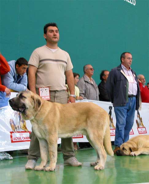 Show de Lunava, Exc. 2 - Young Class Males - XXV Monográfica AEPME 30.10.2005
(Doncel de Galisancho x Nina de Valdejera)
Born: 04.12.2004
Breeder: Kennel Lunava
Owner: Jorge Rubio Martínez  

Keywords: 2005