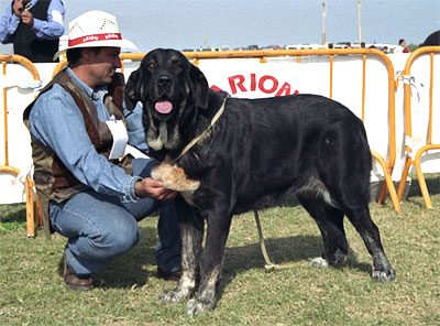 Sisi de Jusiante - Valencia 04.11.2001
(Barranco de Trashumancia x Cosquilla de Jusiante)
Born: 20.12.1999

Keywords: 2001 jusiante