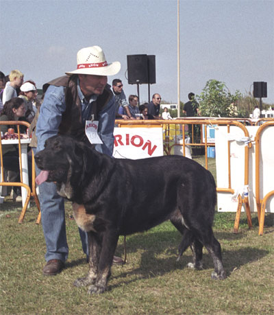 Sisí de Jusiante - Valencia 04.11.2001
(Barranco de Trashumancia x Cosquilla de Jusiante)
Born: 20.12.1999


Keywords: 2001 jusiante