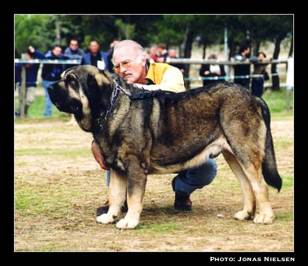 Sony de Montes del Pardo - Open Class Males, Exc. 7 - XXI Monográfica AEPME 2001
(Ch. Tonio de Montes del Pardo x Mimi de Montes del Pardo)
Born: 14-06-1996
Breeder & owner: Sergio de Salas


Nøkkelord: 2001 pardo